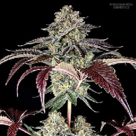 S.F. Bean > Phenomenom Genetics